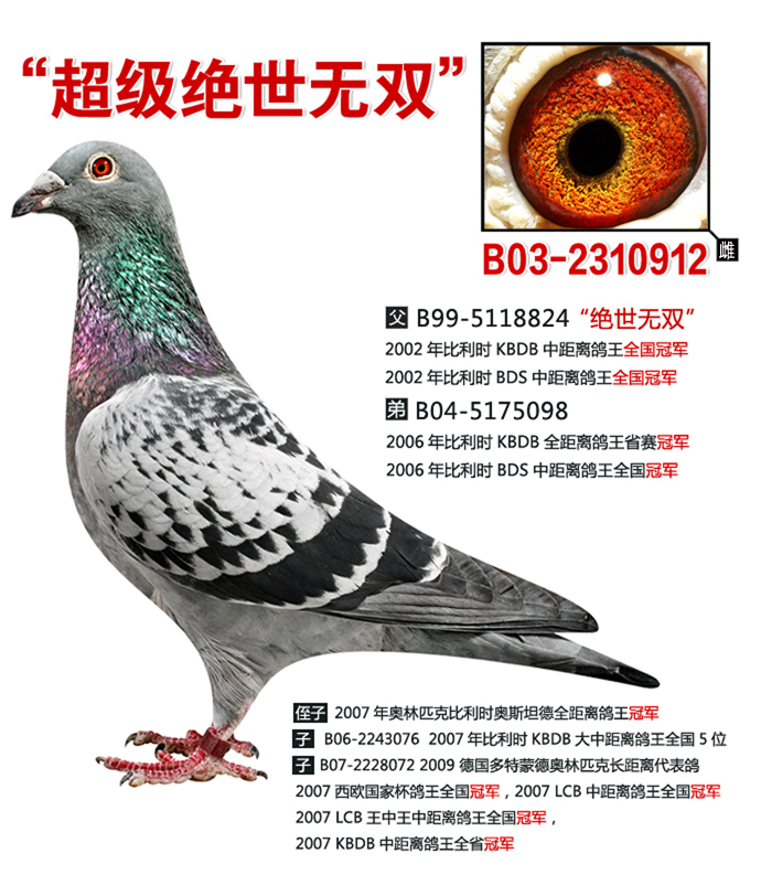 超级绝世无双_山东安华鸽业_ ag188.com爱鸽商城_中国信鸽信息网