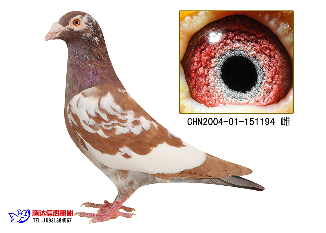 火凤凰已转让浙江鸽友