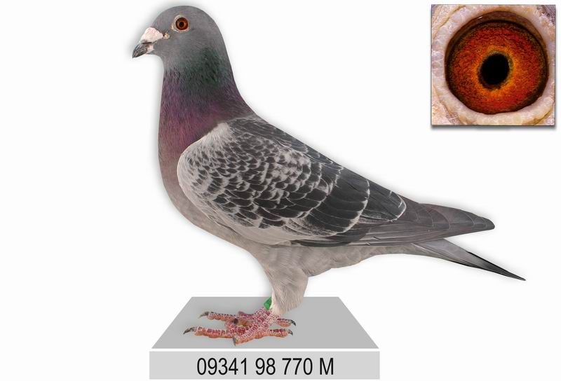 国王号-河南伟华鸽业-中信网爱鸽商城