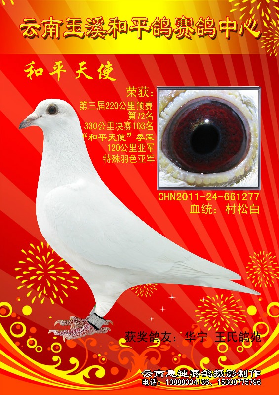 和平公棚天使白鸽