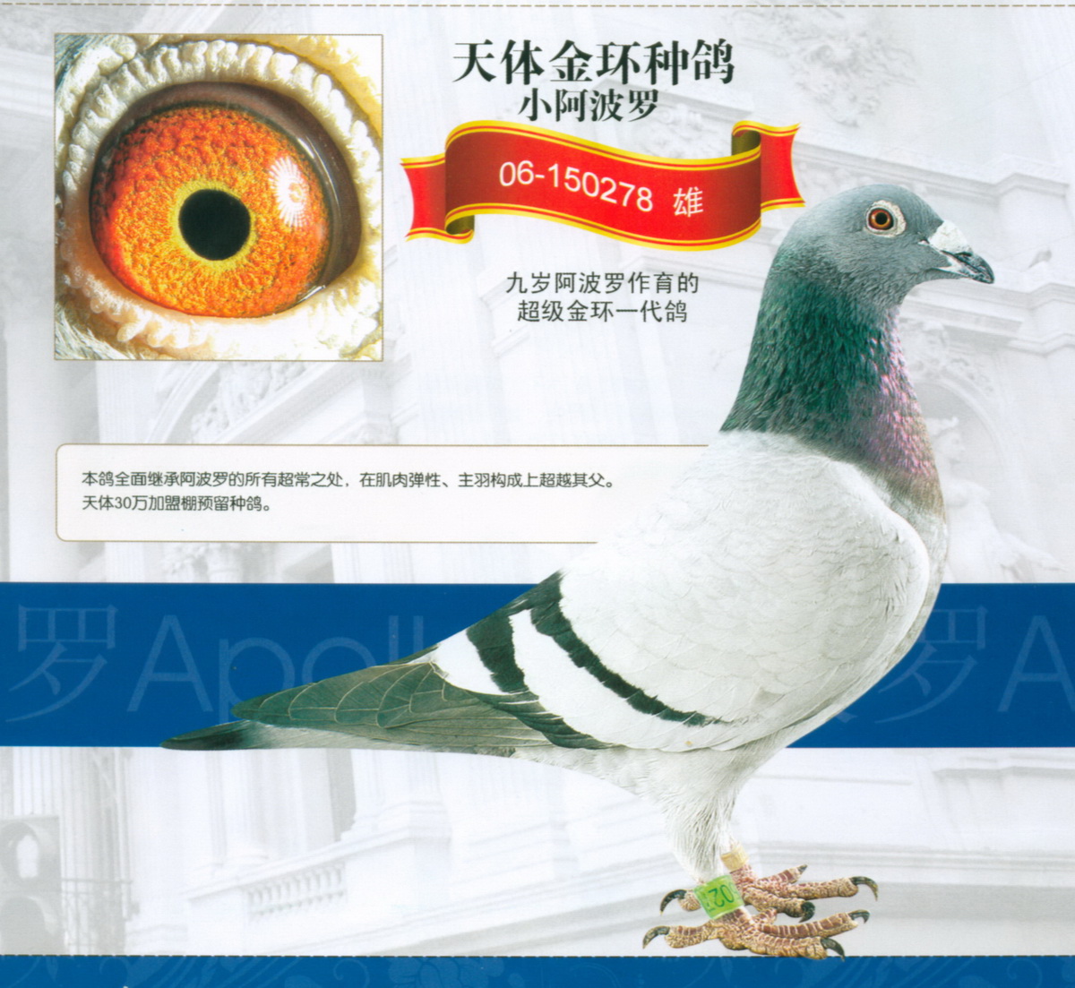 小阿波罗 06-150278