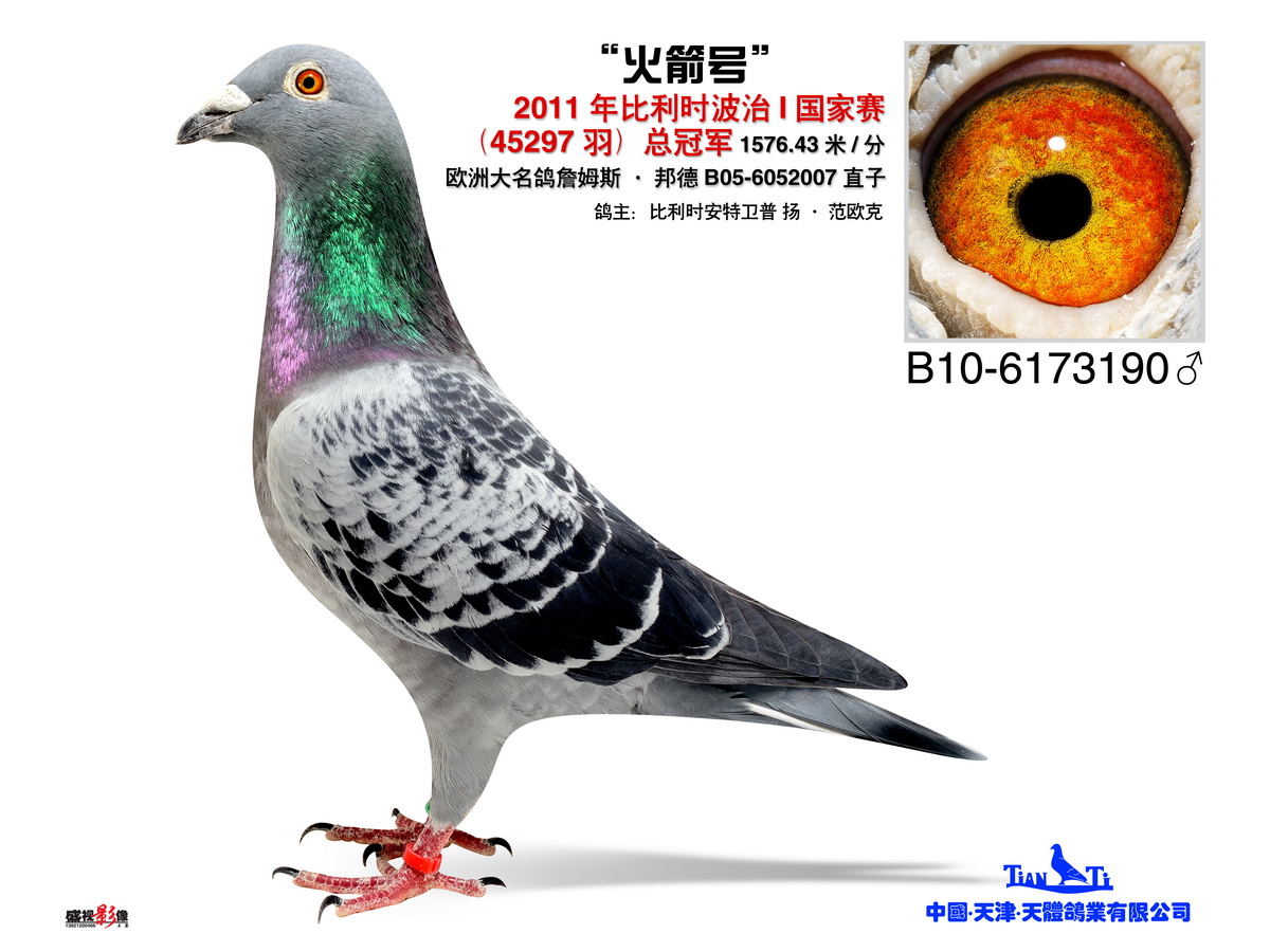 com爱鸽商城_中国信鸽信息网