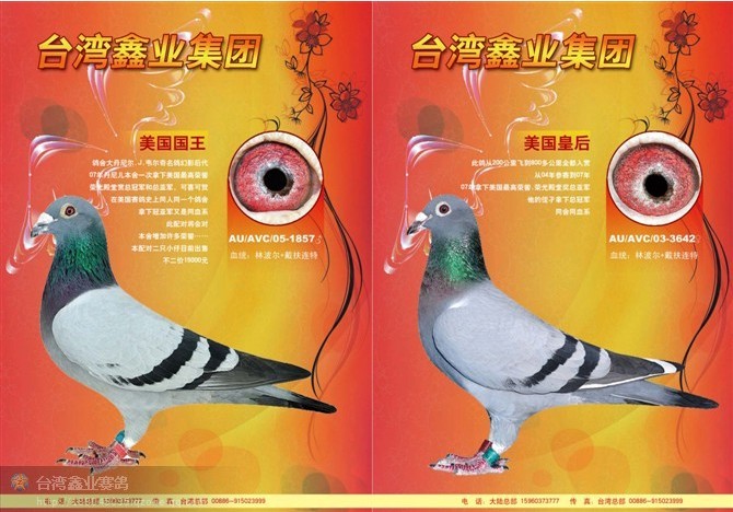 冠亚军_台湾鑫业集团-中信网爱鸽商城