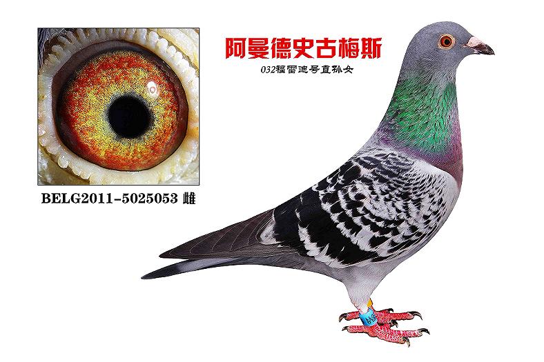 福雷迪小姐_大连朱毅鸽舍_ag188.com爱鸽商城_中国信鸽信息网