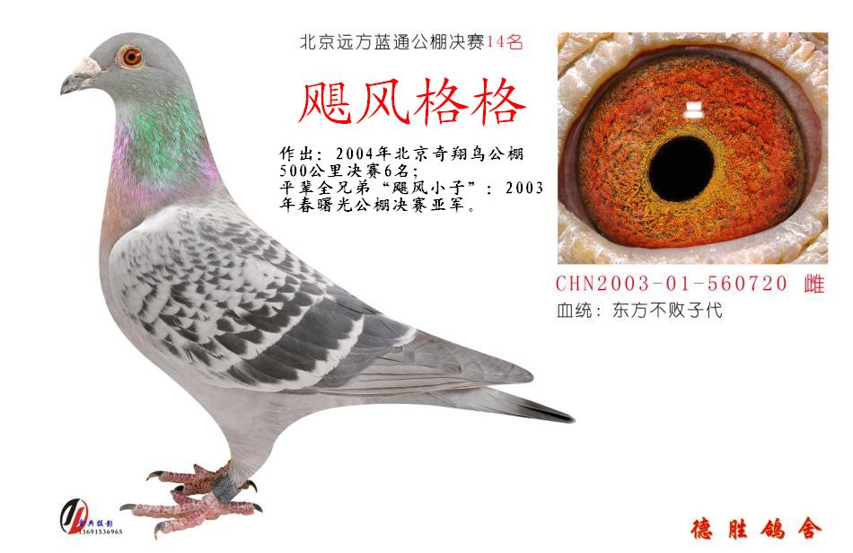飓风格格_北京德胜鸽舍_ ag188.com爱鸽商城_中信网