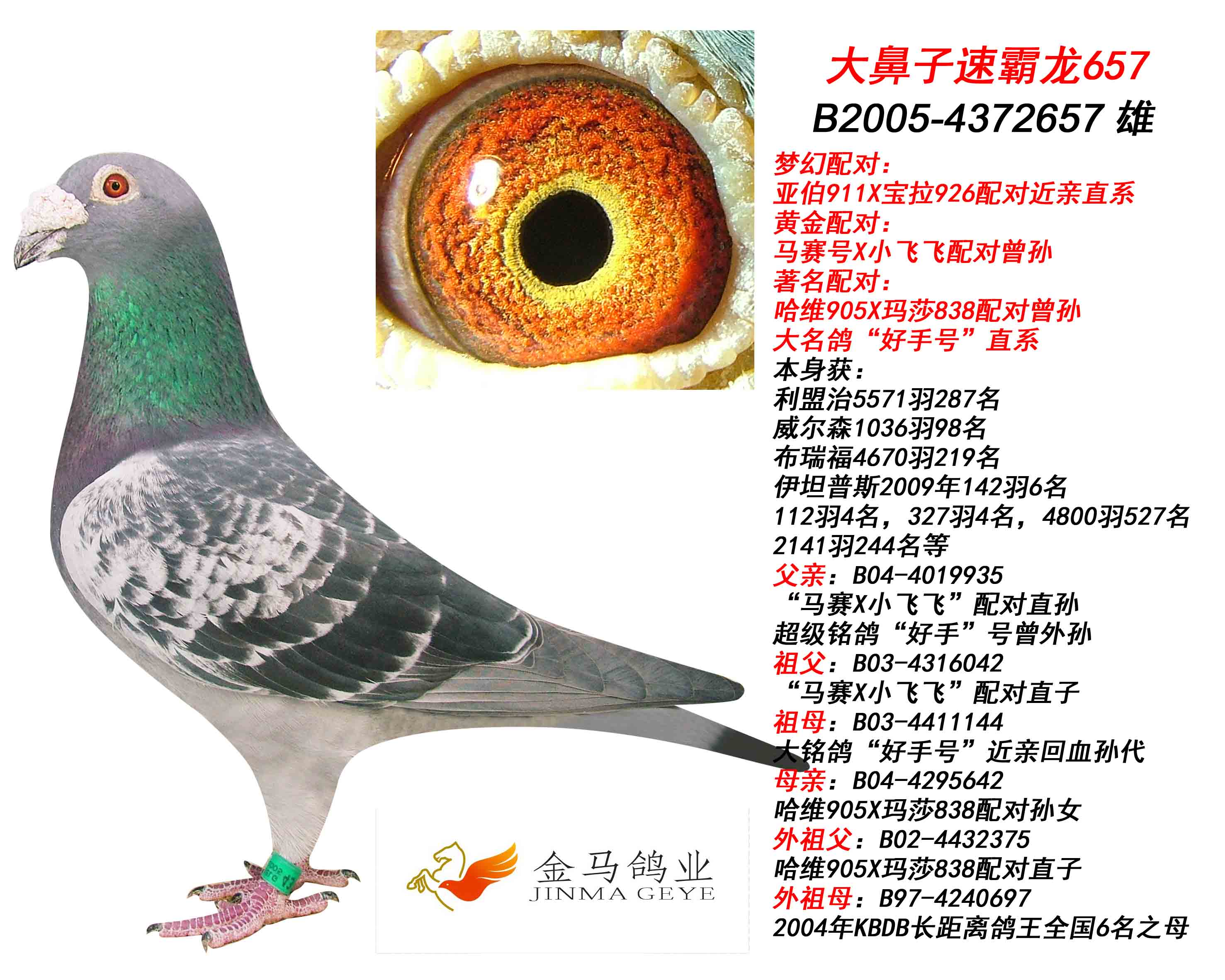 大鼻子速霸龙657_北京金马国际鸽业-中信网爱鸽商城