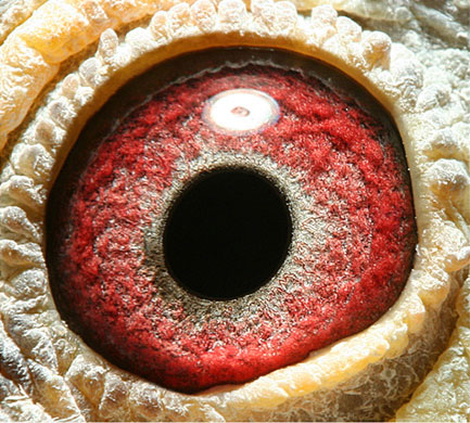 4611羽冠军(售出)_宁夏天助鸽舍-中信网爱鸽商城