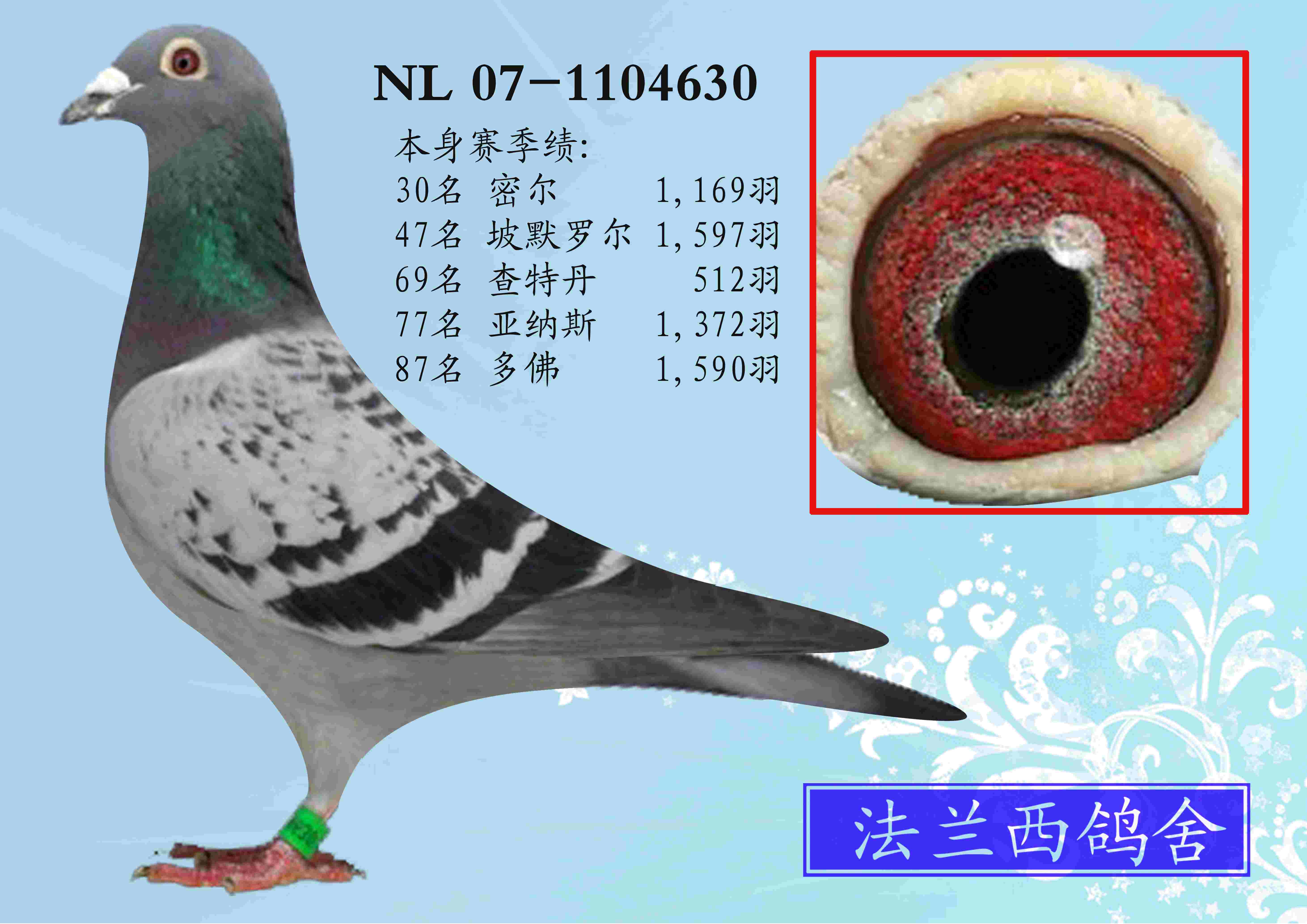 卡普豪斯信鸽图片图片