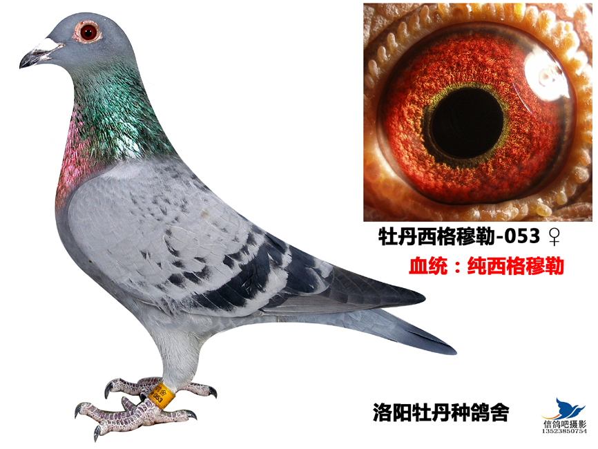 德国西格穆勒系053_洛阳牡丹种鸽舍_ ag188.com爱鸽商城_中信网