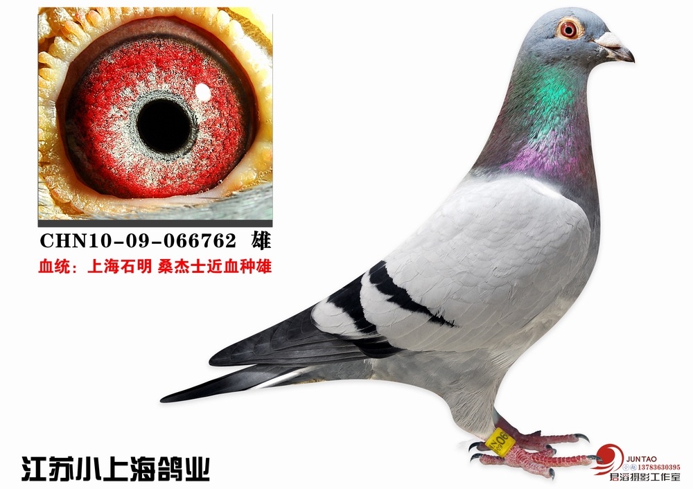 上海石明桑杰士近血种雄