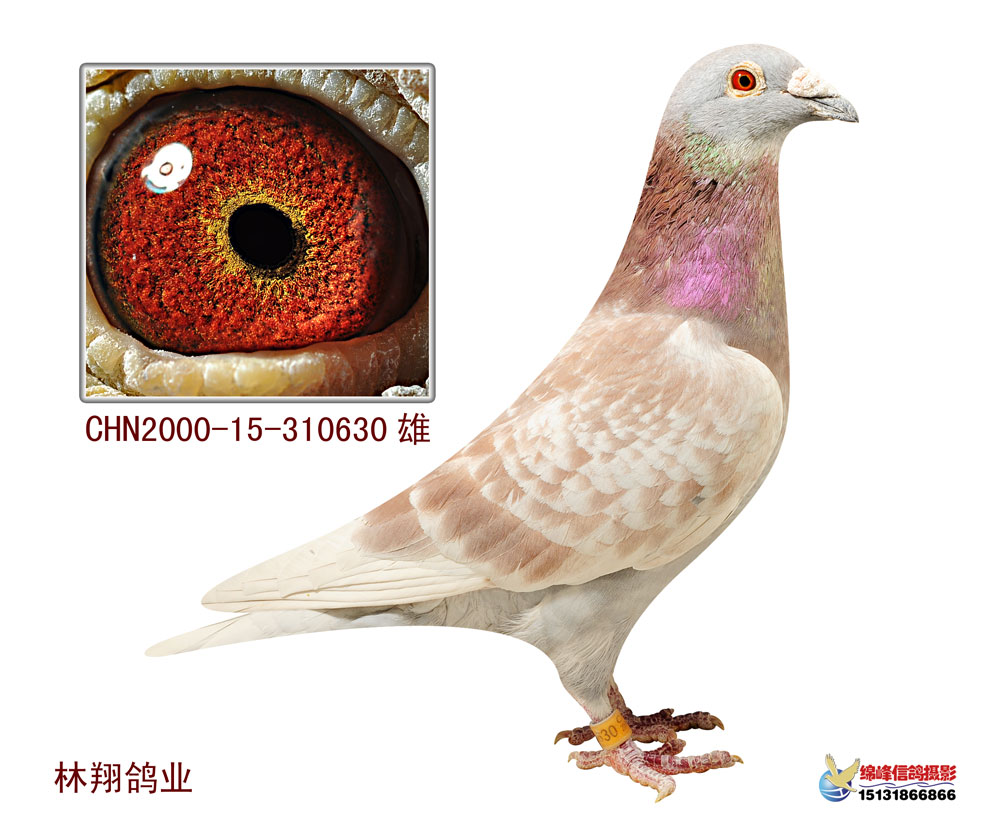 林翔鸽业黄金种鸽