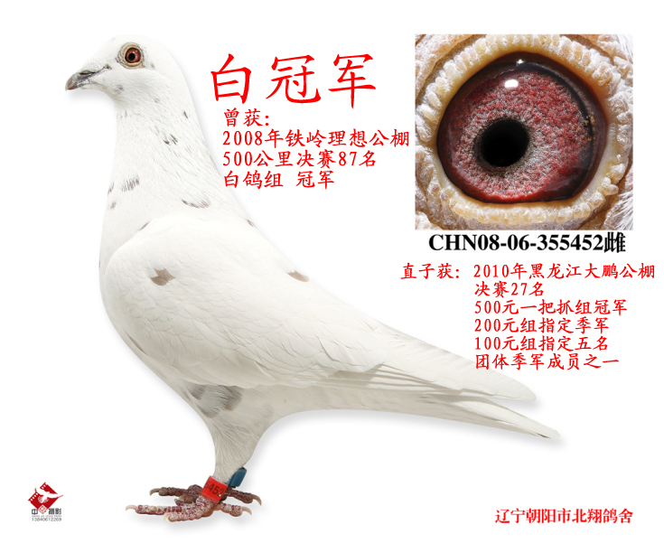 白冠军_辽宁北翔_ag188.com爱鸽商城_中国信鸽信息网