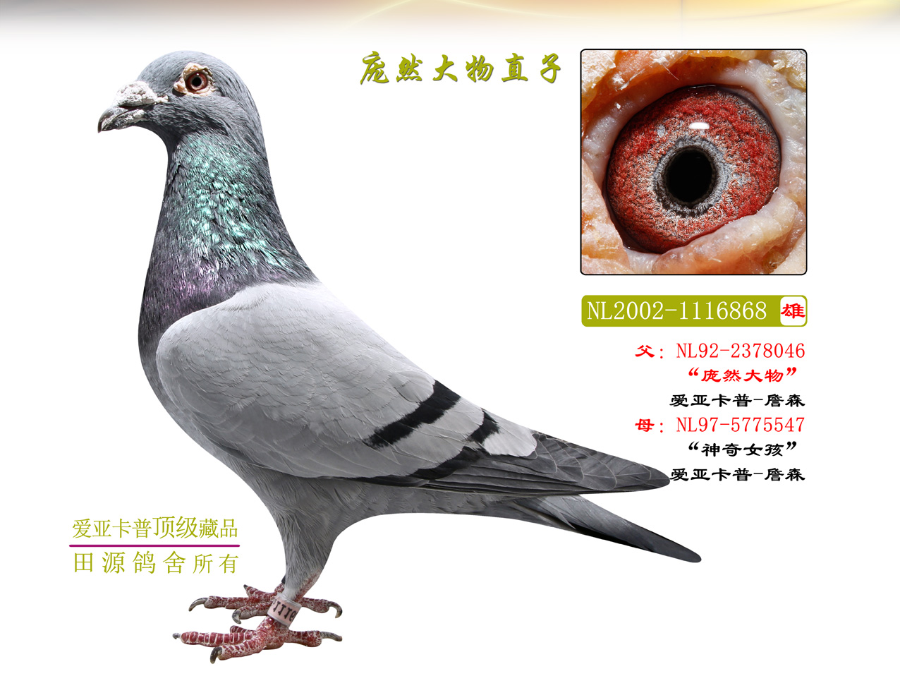 庞然大物直子 爱亚卡普-詹森
