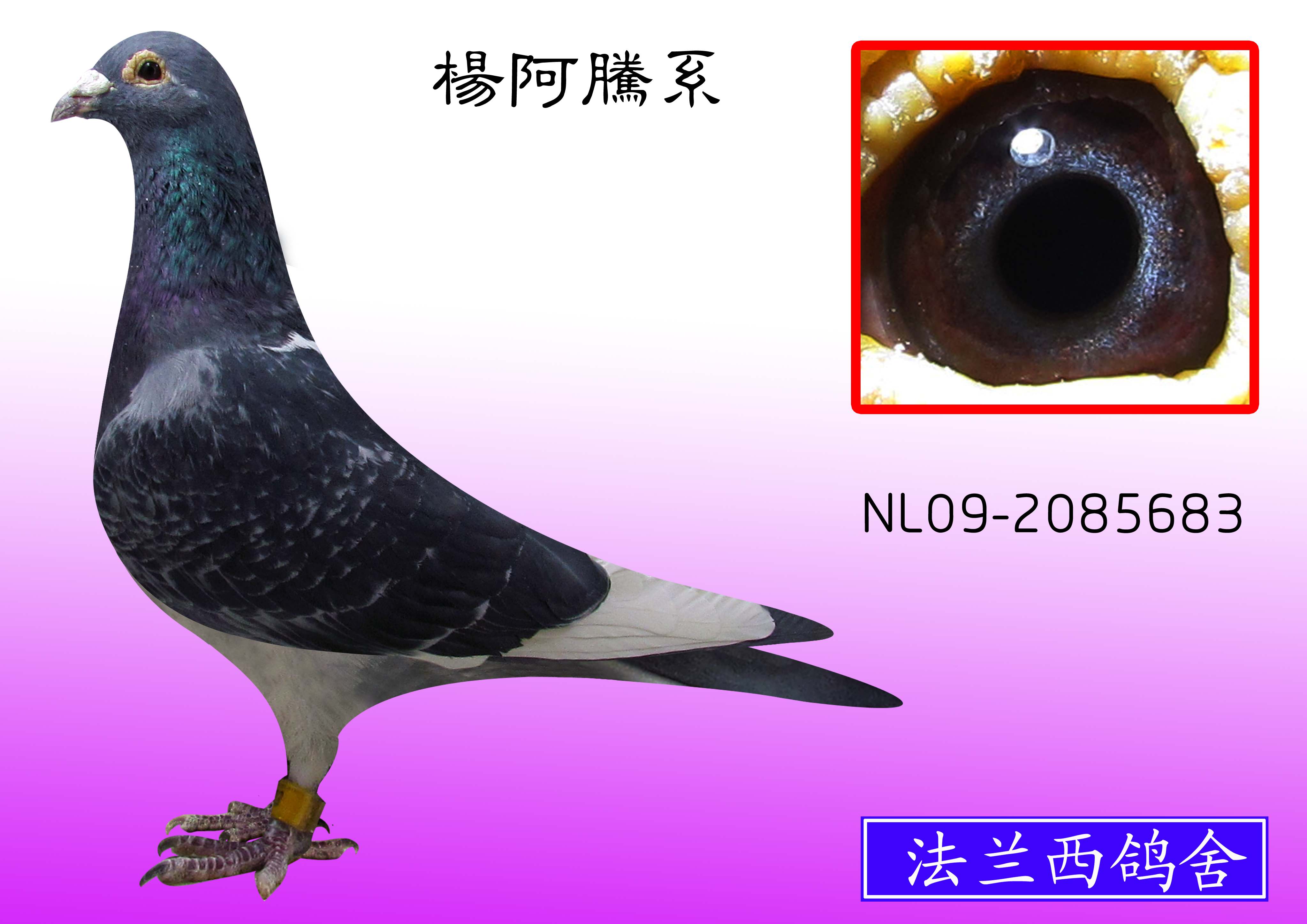 杨阿腾系多利号后代(纯欣赏)683