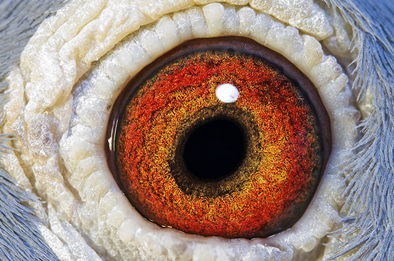 极品轩727-上海极品轩鸽舍-中信网爱鸽商城