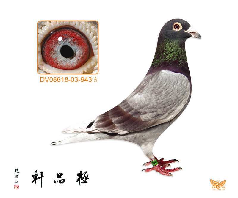 极品轩943_上海极品轩鸽舍_ ag188.com爱鸽商城_中国信鸽信息网