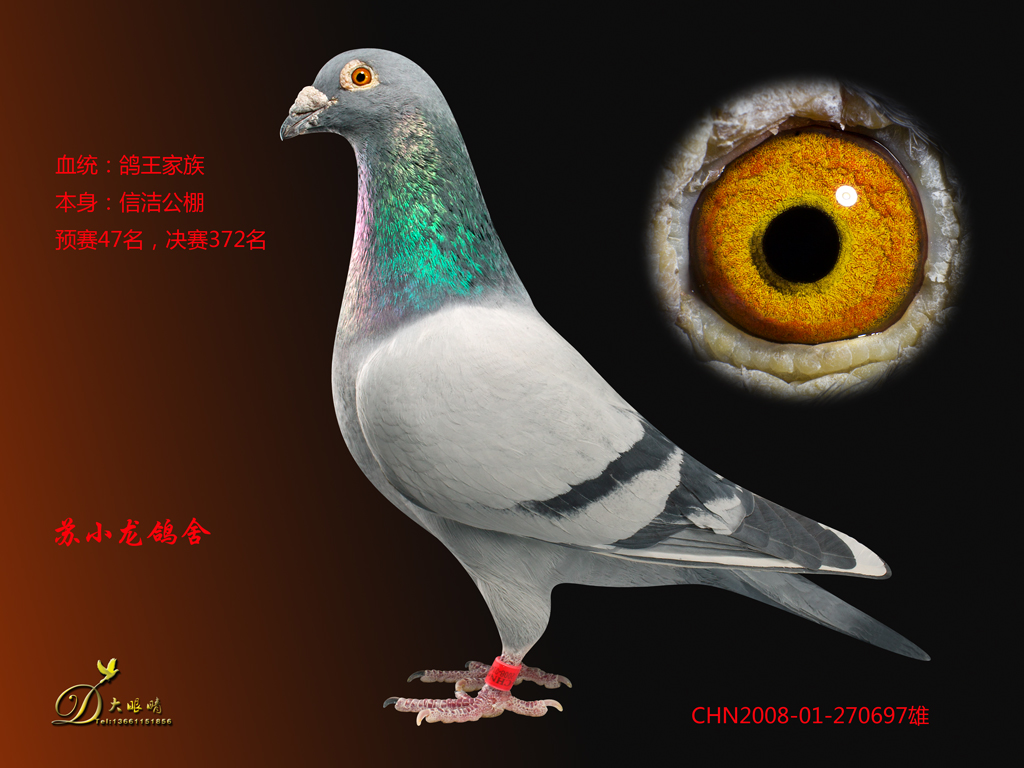 北京苏小龙铭鸽展厅图片