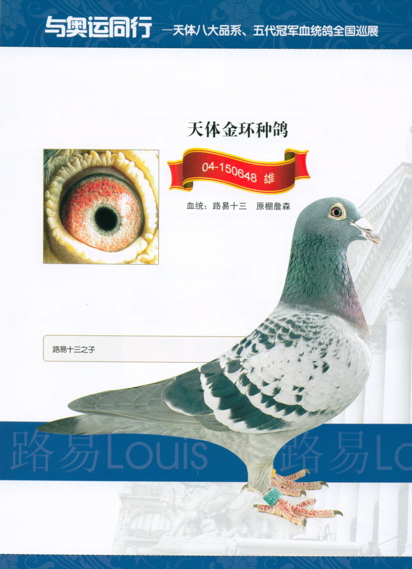 路易十三原始信鸽照片图片
