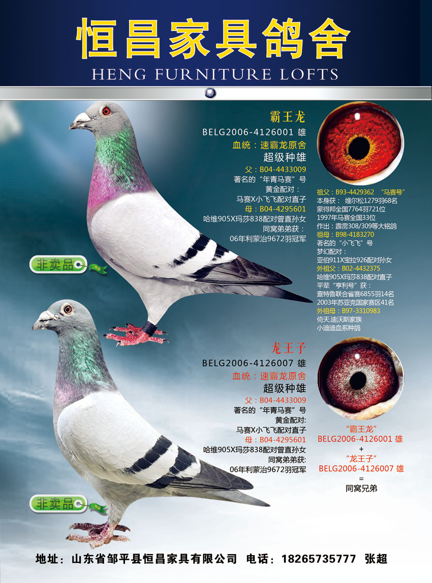 经典赛鸽杂志广告页面