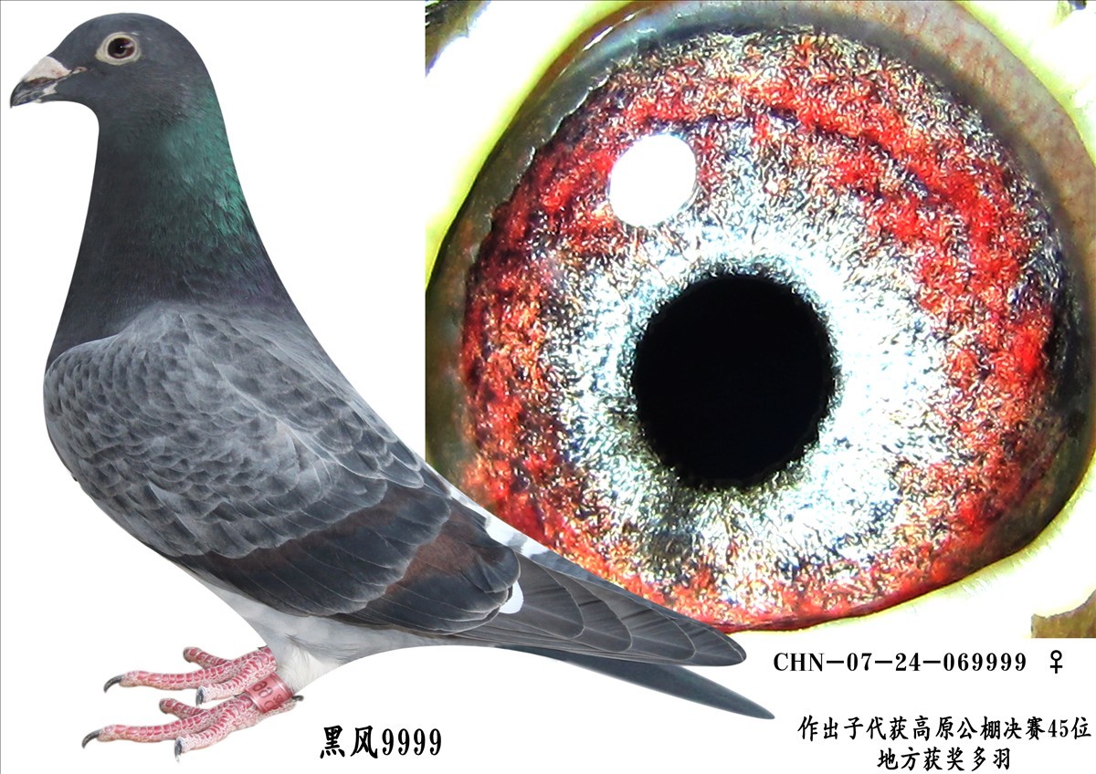 昆明经典慕利门家族