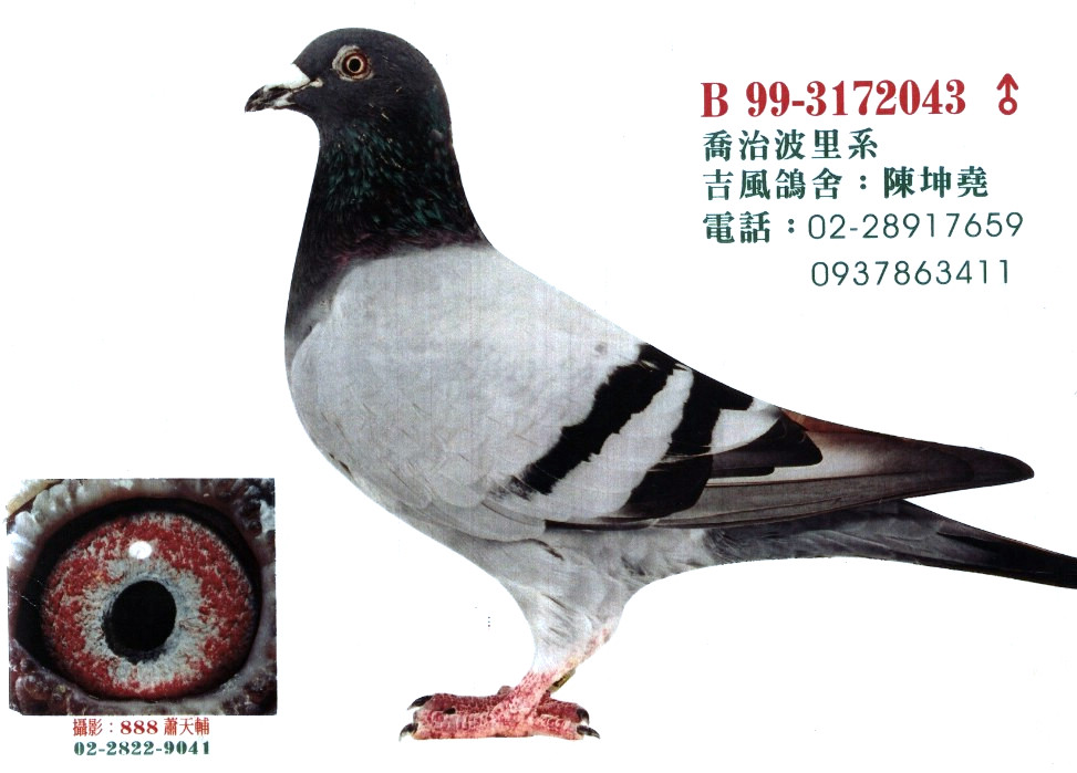 乔治波里043_台湾吉风鸽舍-中信网爱鸽商城