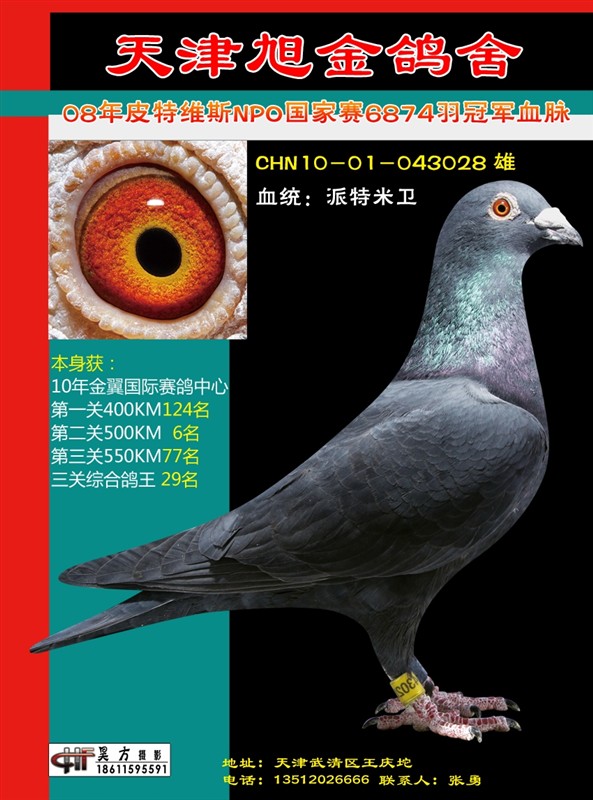 金翼三关鸽王29名