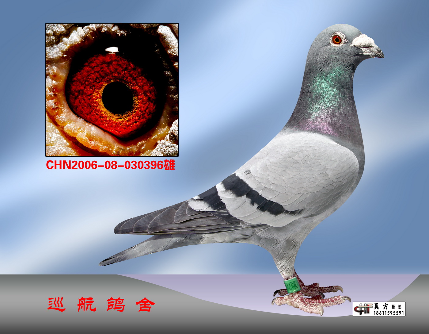祖父 白羽艺术家信鸽特征编 号:136775鸽 名:鸽王冠军 指挥官羽 色:灰