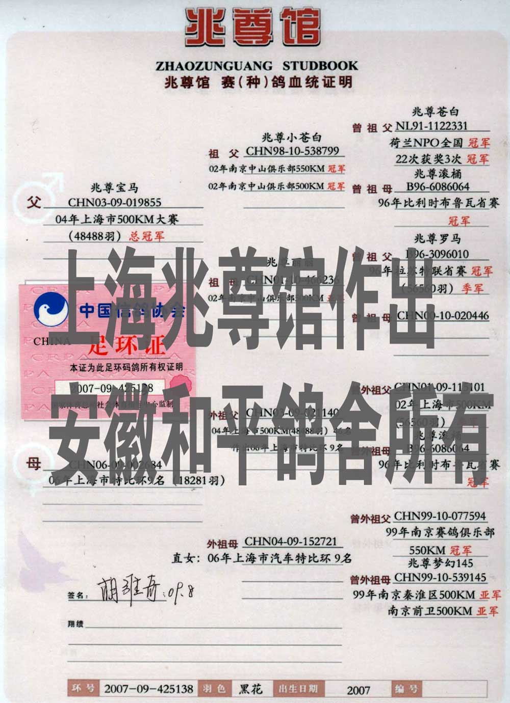 苍白骑士王牌兆尊宝马直女【宝马公主】