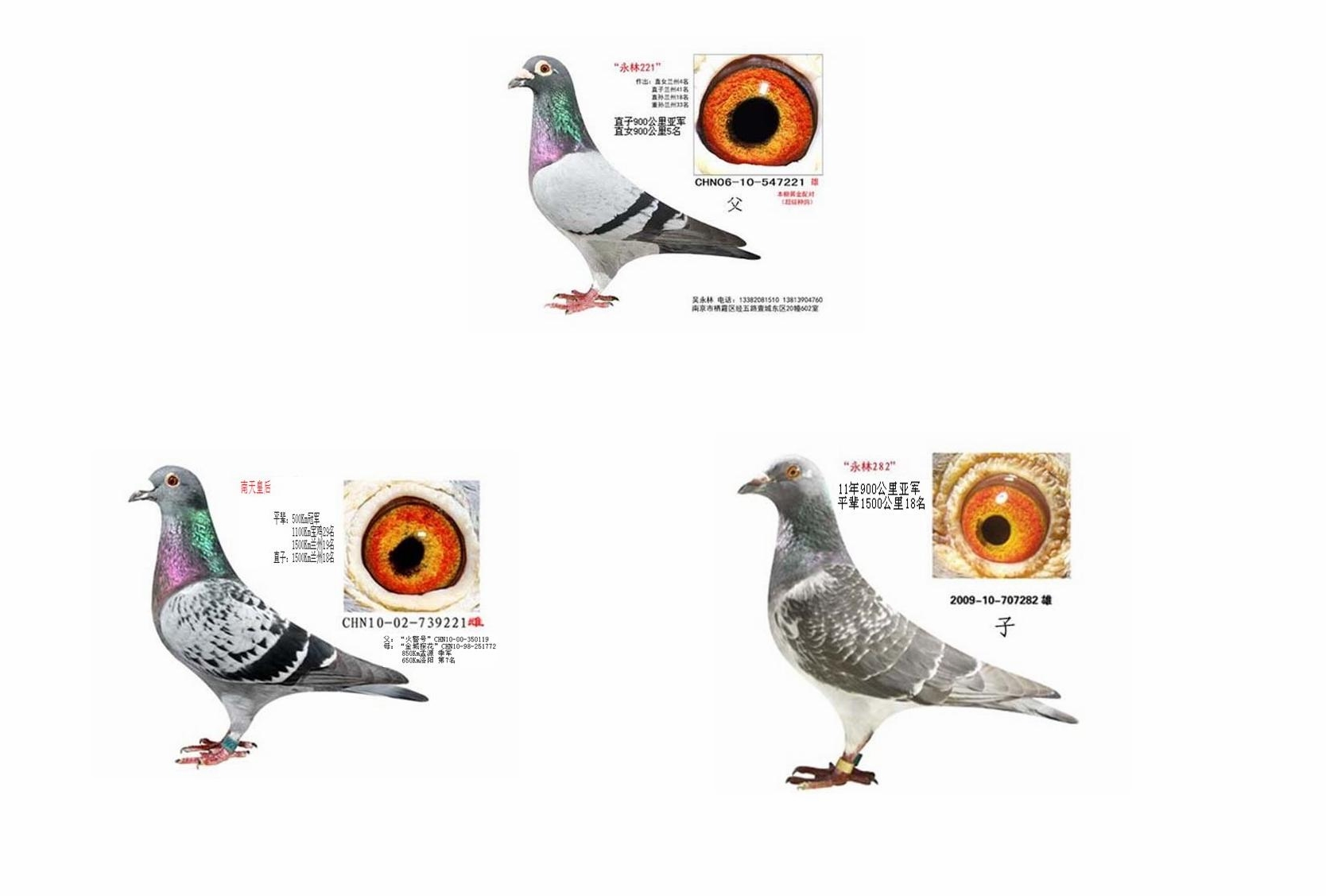黄金配对_南京吴永林超远程鸽舍-中信网爱鸽商城