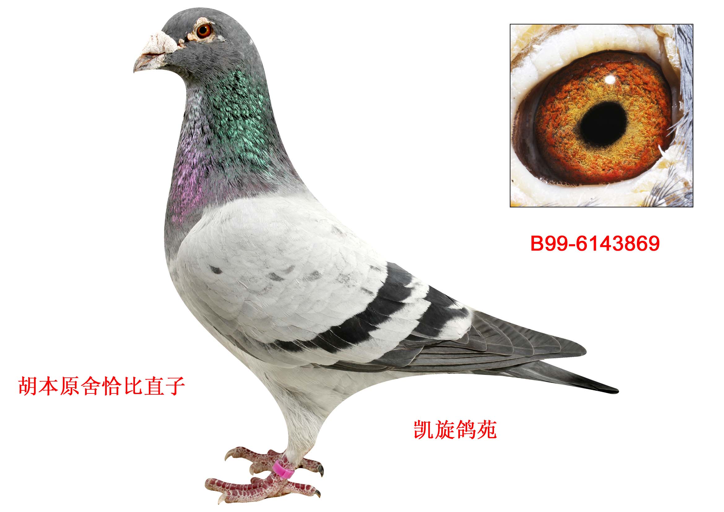 胡本年轻艺术家直孙