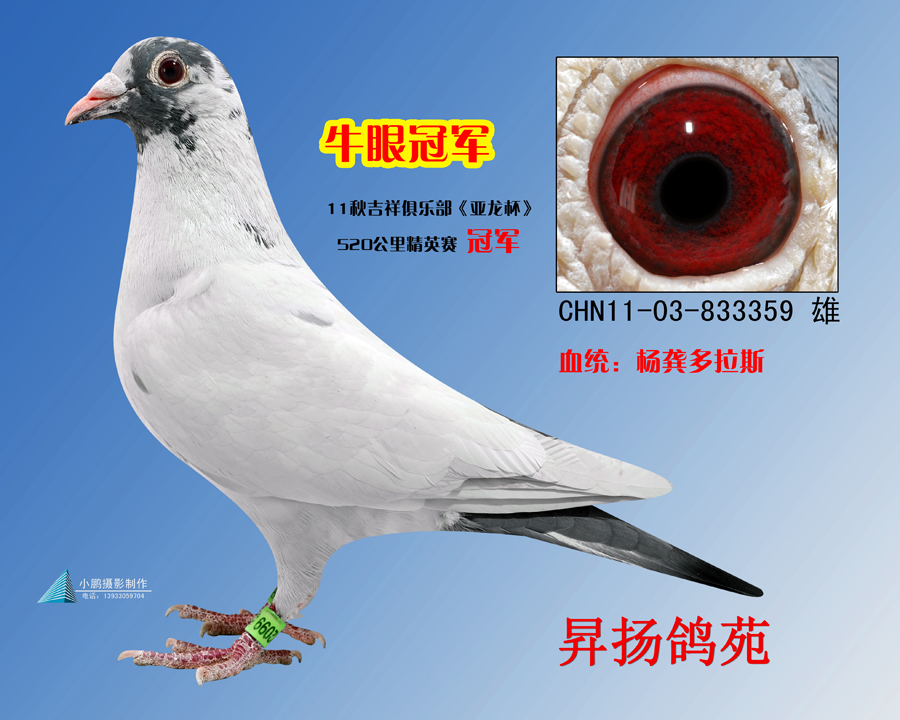 牛眼冠军_升扬鸽苑-中信网爱鸽商城