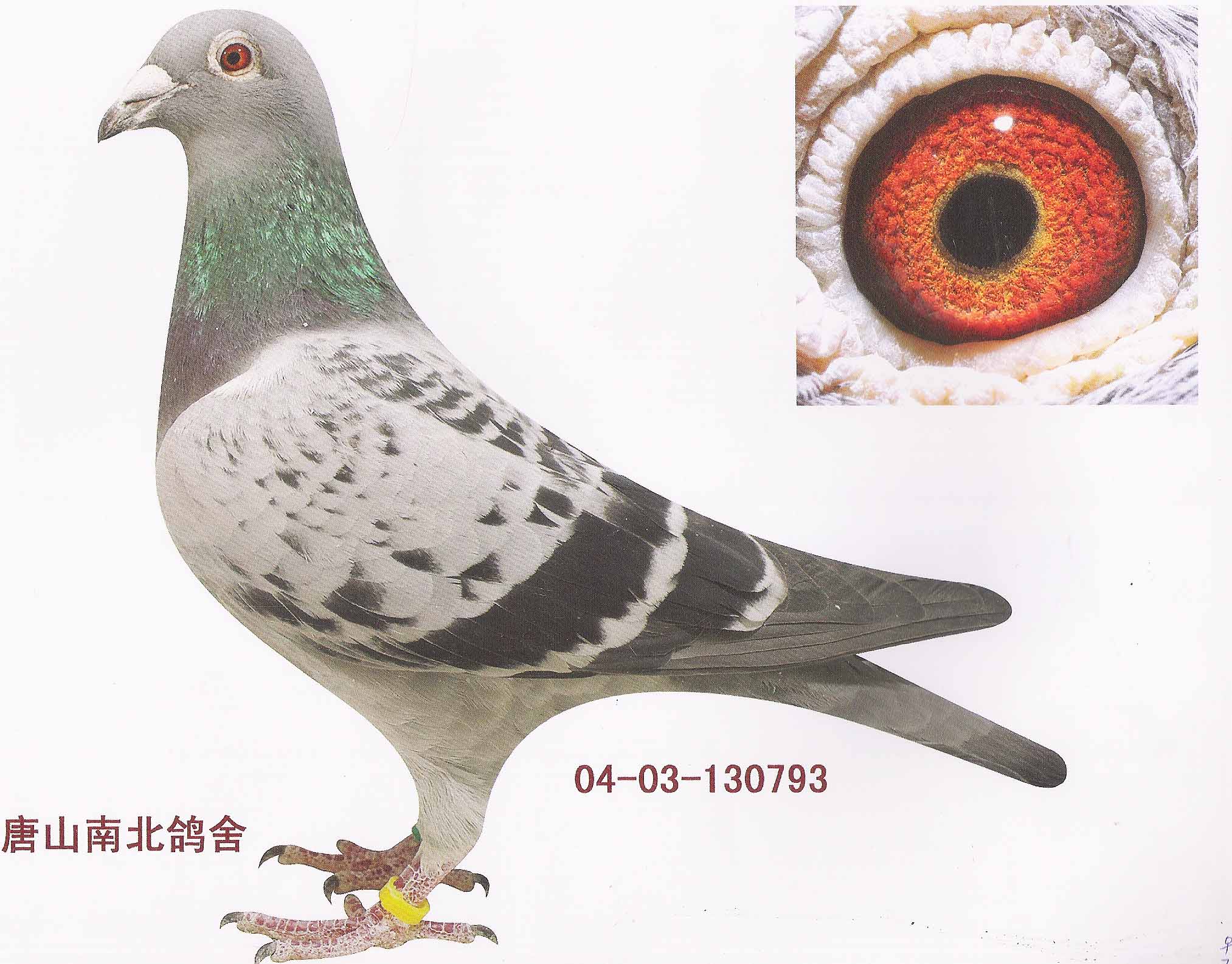 500公里4名,"老砂眼"曾孙_唐山南北鸽舍-中信网爱鸽商城