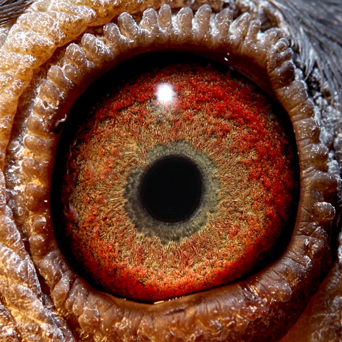 5_喜娟胡本系鸽业_ ag188.com爱鸽商城_中国信鸽信息网