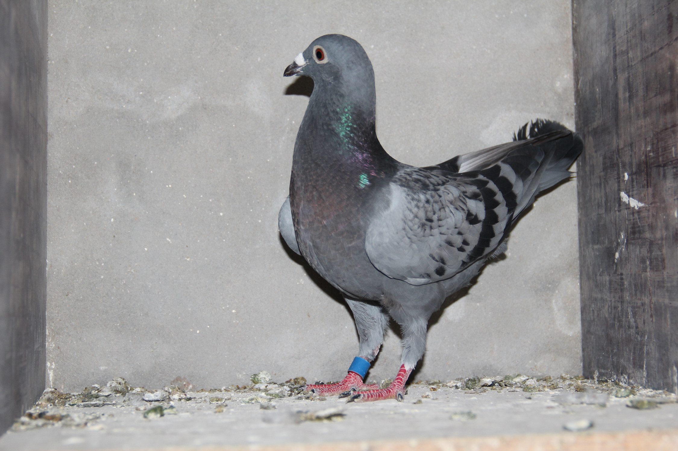 南京吴永林超远程鸽舍