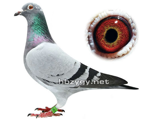 波西瓦-年轻所向无敌