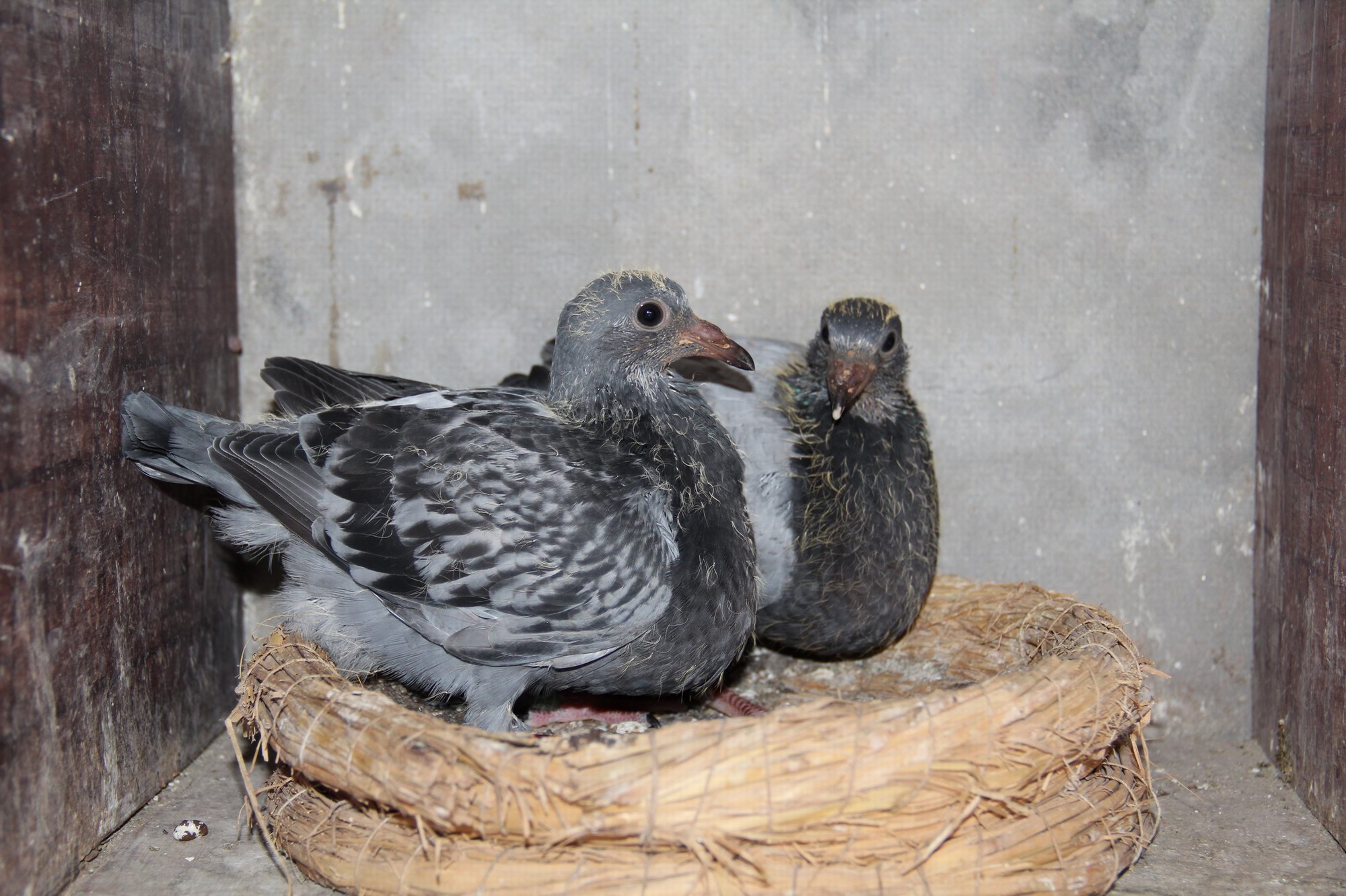 com爱鸽商城_中国信鸽信息网