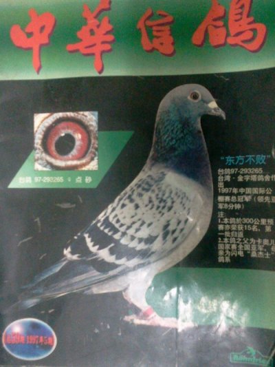 中华信鸽97年五期封