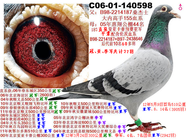 前10名70多羽之鼻信鸽特征编 号:156450鸽 名:桑杰士冠军家族(六)羽
