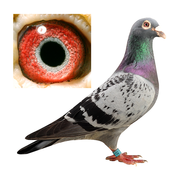 山格斯鹰眼""传奇05"近亲冯志杰所有