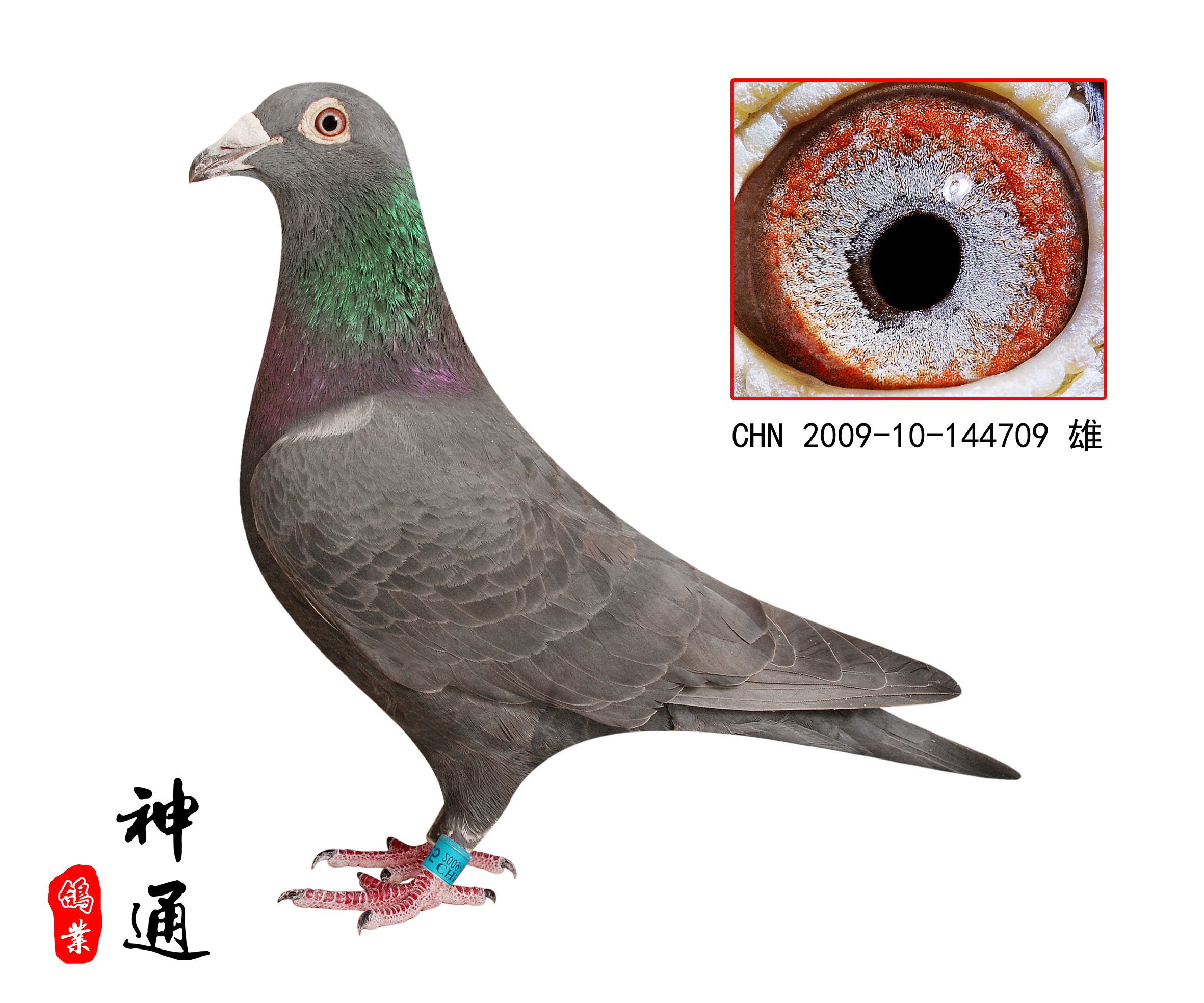 神通"闪电伯爵"号_神通鸽业_ ag188.com爱鸽商城_中国信鸽信息网