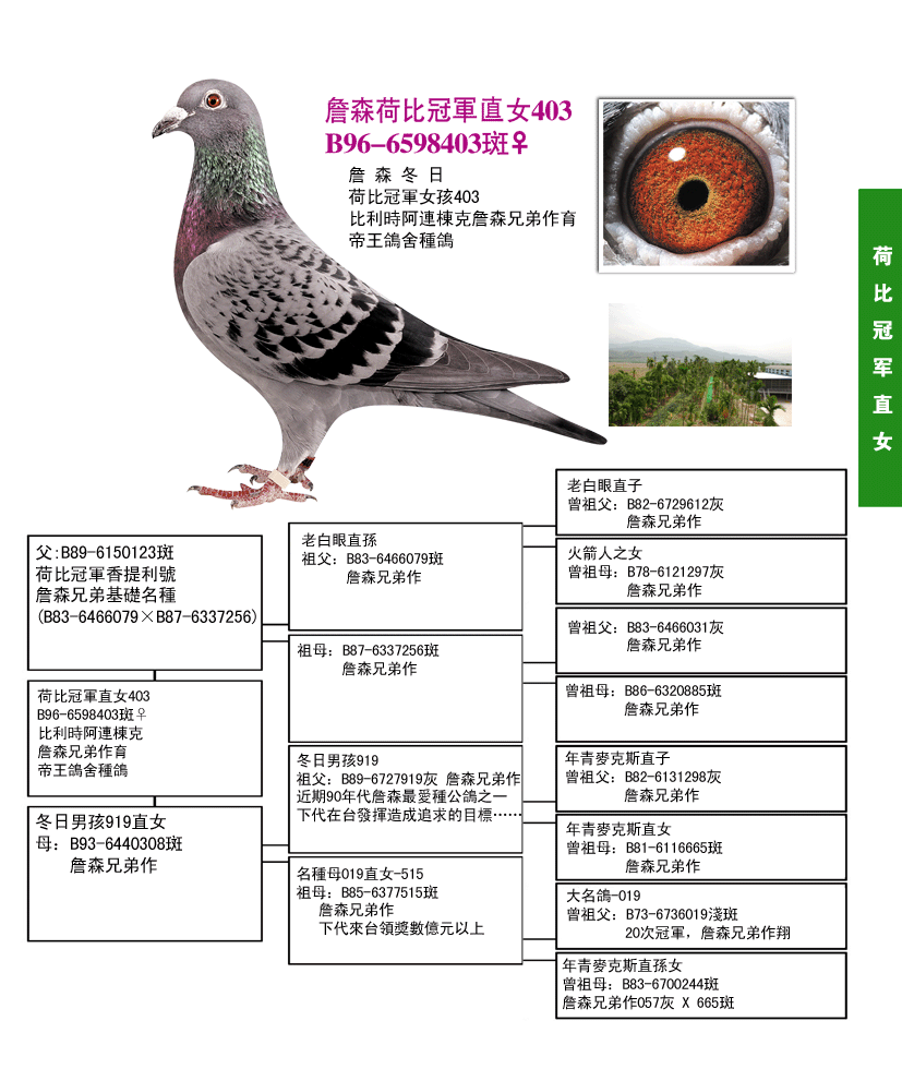 荷比对抗123原鸽图片图片