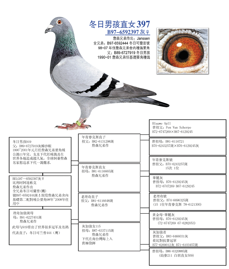 台湾帝王鸽舍冬日男孩图片