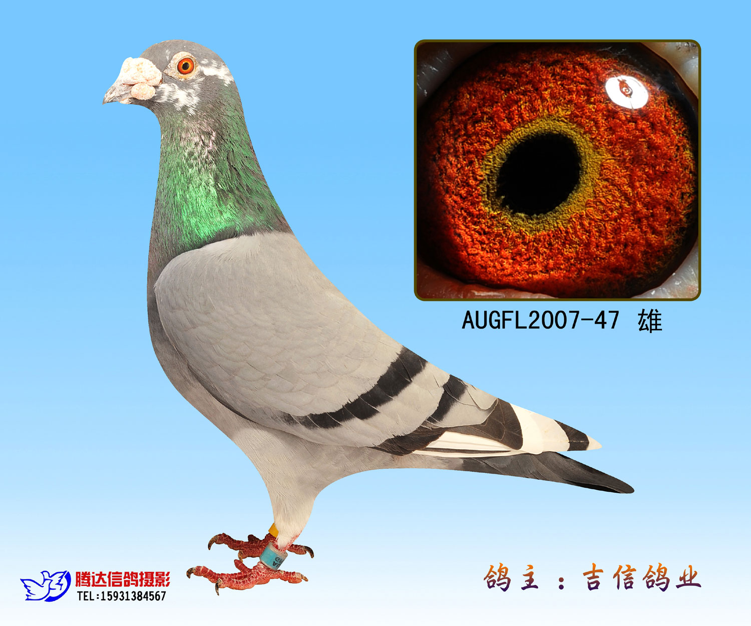 重磅炸弹-道波.芬尼卡47