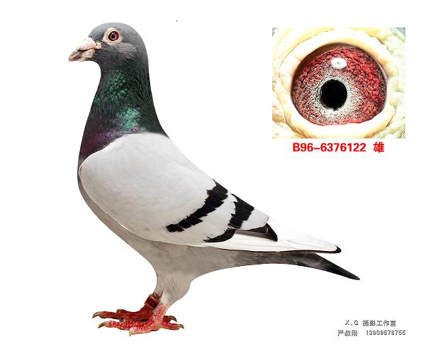 919直孙-宁波詹森鸽业-中信网爱鸽商城