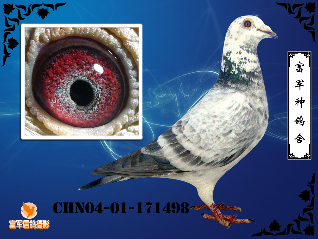 鸽 名: ¨玉麒鳞¨171498售岀                羽 色: 麒麟花