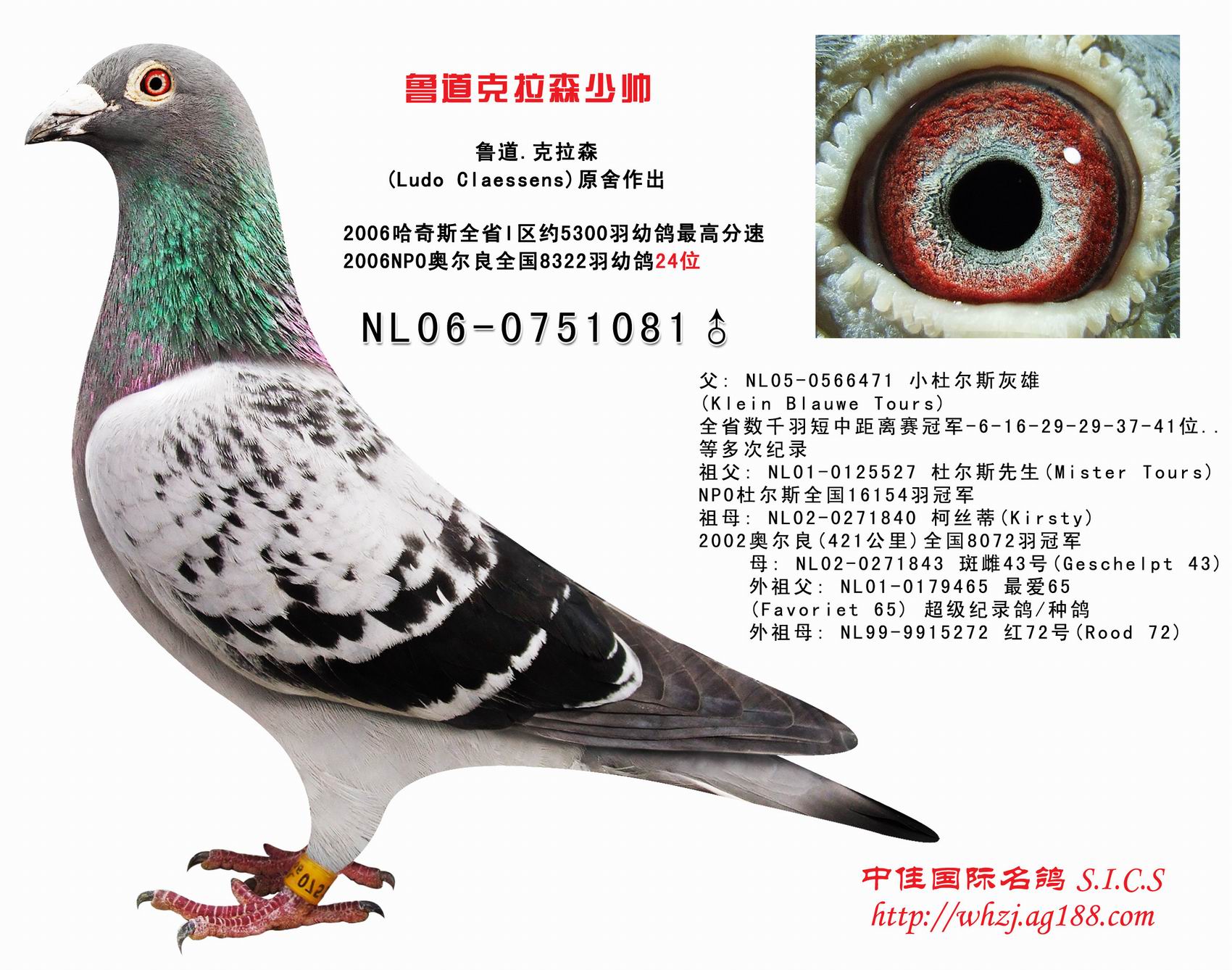 中佳国际名鸽