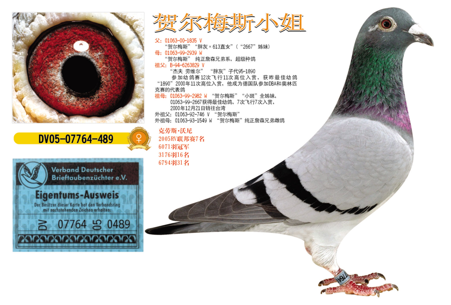 贺尔梅斯小姐〔已售〕_四川龙锐鸽舍_ ag188.