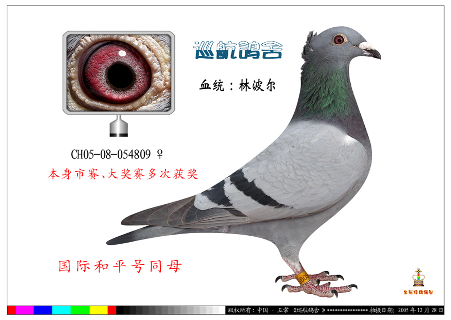 全球鷹鳥冠 已經轉讓廣東惠州