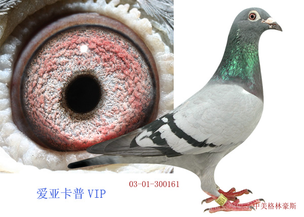 爱亚卡普vip