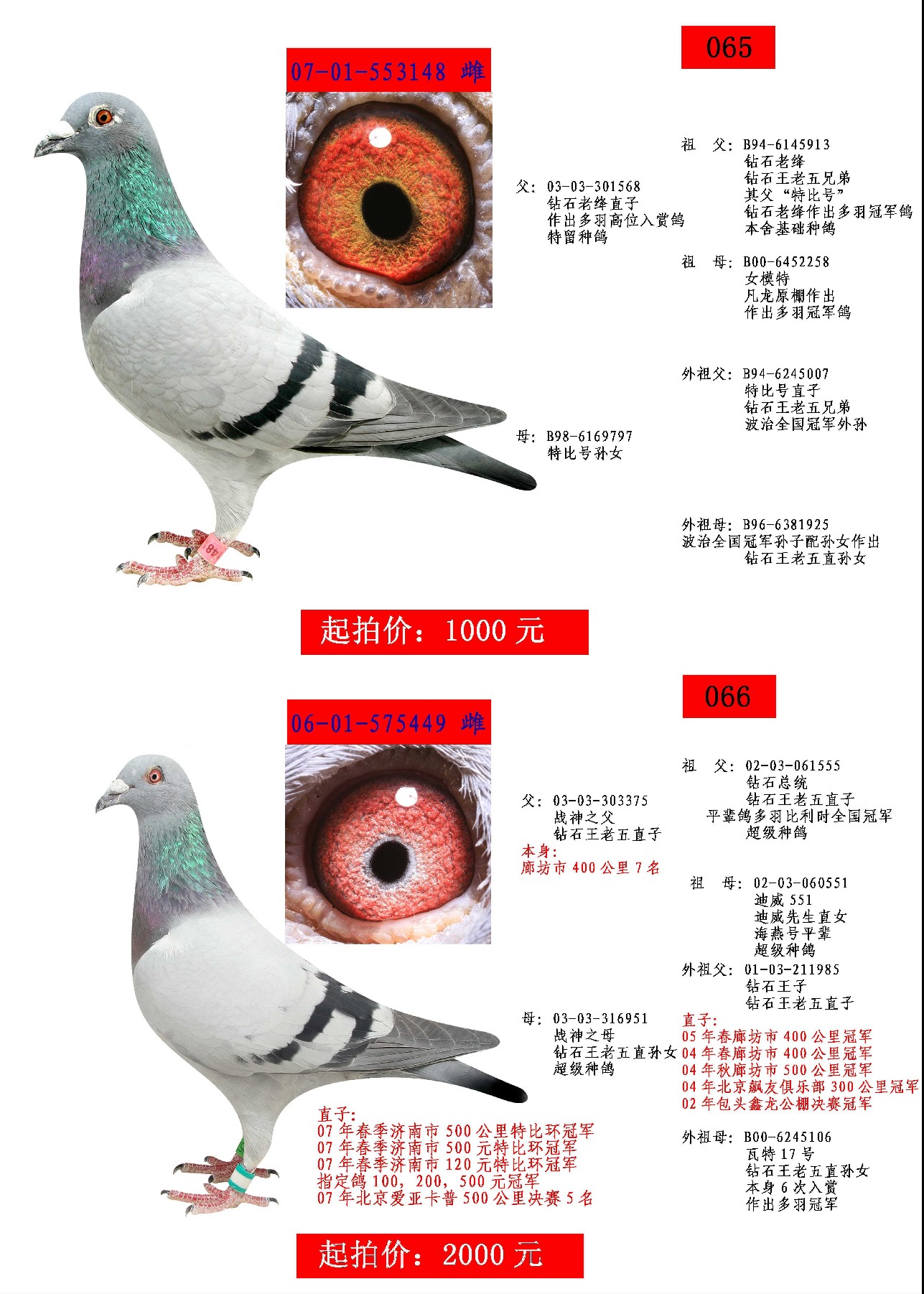 王老五鴿業 - 中信網銘鴿展廳 www.ag188.com